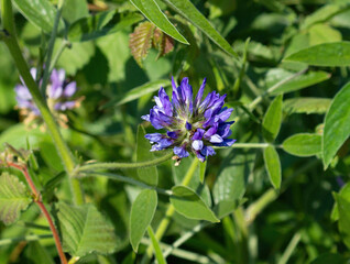 prairie turnip flower in the garden