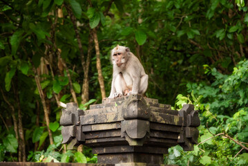 Wild monkey sitting on hindu temple in rainforest on Bali, Indonesia