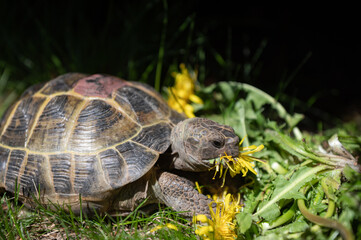 Portrait of a domestic turtle eats yellow flowers on the lawn. Exotic pet feeding outdoors