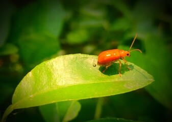 red bug on a leaf