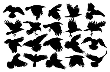 A big set of silhouettes ravens in flight.
