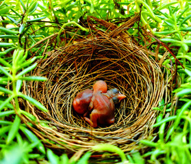 Bird nests with chick. bubul chick in the nest. Little newborn baby bird in the nest.