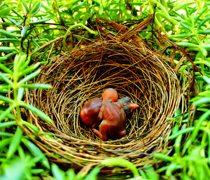 Bird nests with chick. bubul chick in the nest. Little newborn baby bird in the nest.
