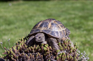 Portrait of an exotic domestic turtle walks outdoors on the lawn.