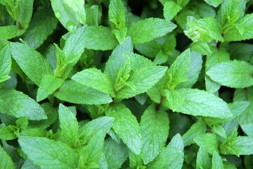 Fresh mint leaves with dew drops neatly stacked in an old, black, wooden plate. Green, fresh, young, mint leaves with dew drops contrast well with the old, black, wooden table.