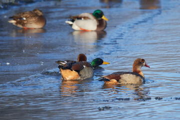 Stockenten und Nilgänse im Winter an der Spree	
