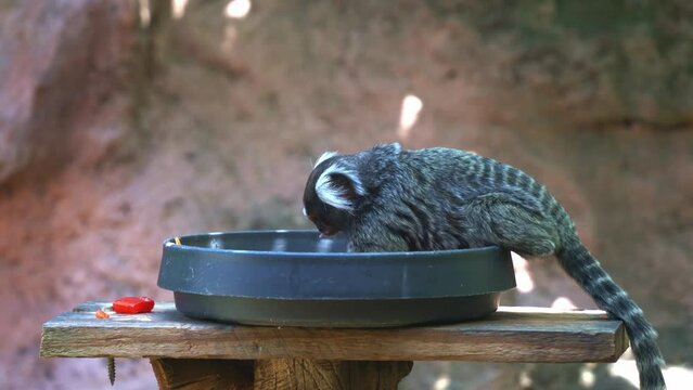 Cute little common marmoset, callithrix jacchus grabbing a piece of red bell pepper, capsicum out of a bowl, eating and wondering around its surrounding in wildlife sanctuary, close up shot.