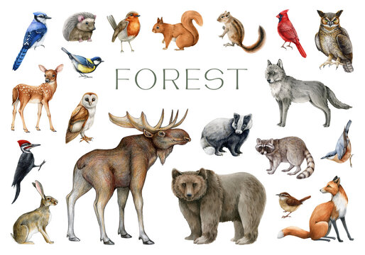 Forest animals and birds set. Watercolor painted illustration. Wildlife collection. Hand drawn wild forest animals set. Bear, fox, wolf, rabbit, squirrel, robin, raccoon, moose, owl elements