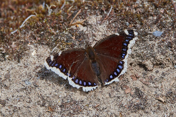 Trauermantel (Nymphalis antiopa)	
