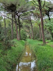 Pine forest on coast of Adriatic sea in Italy - wind has blown tree trunks in one direction (lopsided/crooked trees by force of nature) - reflection of tree top in water