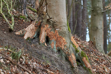 Fototapeta premium Biberspuren an einer Buche an einem See in Brandenburg