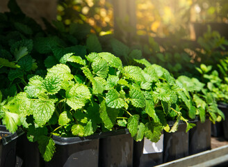 Close up of beautiful mint plants for sale in a garden center