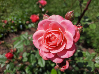 bellissima elegante rosa fiorita in primavera