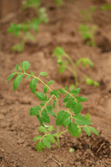 Farmer plants tomato seedlings in organic garden.  Planting and gardening at springtime