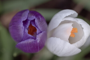 Crocus duo 