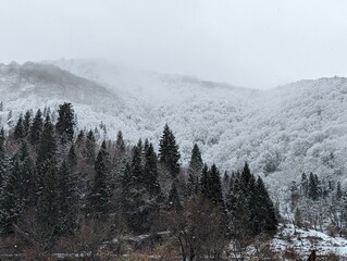 winter forest in the fog