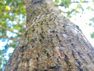 Rough Wooden Texture Captured from Low Angle, Natural Grain and Imperfections Visible, Rustic Wood...