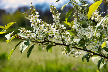 Many ornamental and fruit trees and shrubs bloom in May. This month is practically the last in which the young leaves of some species develop
