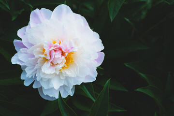 Beautiful fresh delicate pastel pink peony flowers in full bloom in the garden, dark green leaves, close up. Summer natural floral background.