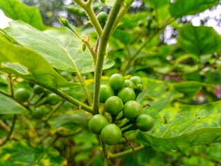 Green Turkey Berry (Solanum torvum) Growing on Plant, Cluster of Unripe Takokak Fruits with Green Leaves, Close-Up of Tropical Herbal Shrub in Natural Garden Environment