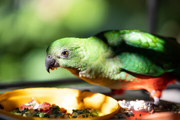 Australian king parrot eating food
