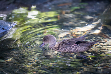 duck in the water