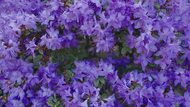 Close up shot of beautiful purple flowers blooming in the garden