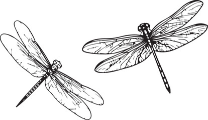 A dragonfly line art vector drawing 