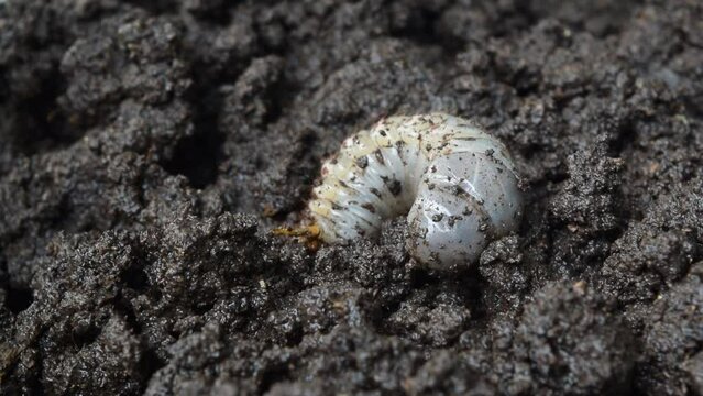 Dynastinae larva ( or siamese rhinoceros beetle ) crawling into the ground