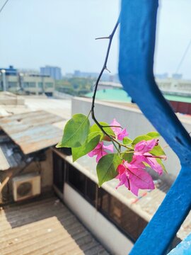 A pink flowers on a branch