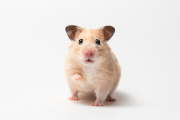 Syrian Hamster rised up paw and looked at camera. Rodent on white background. Funny Hamster in motion isolated on white