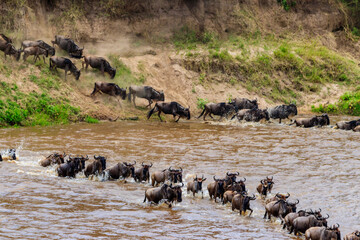 Wildebeest crossing the Mara river in Serengeti national park, Tanzania. Great migration