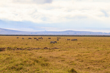 Fototapeta na wymiar Herd of zebras in savanna in Ngorongoro Crater National park in Tanzania. Wildlife of Africa