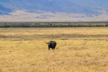African buffalo or Cape buffalo (Syncerus caffer) in Ngorongoro Crater National Park in Tanzania. Wildlife of Africa