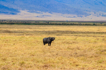 African buffalo or Cape buffalo (Syncerus caffer) in Ngorongoro Crater National Park in Tanzania. Wildlife of Africa