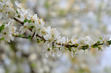 White blooming cherry tree branch .Close up photo outdoors. Selected focus .Spring greeting ,awakening of nature concept. Free copy space.