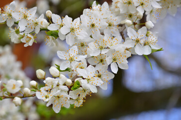 White cherry blossom. Close up blooming cherry branch flowers, young leaves,  white petals, yellow stamens in spring on a natural blurred background. Awakening of nature concept. Free copy space. 