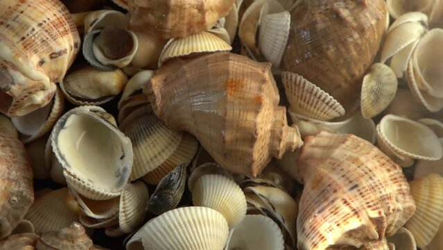 Sea shells on the beach. Summer background. Rapan conch shell top view. Beige light color. Aesthetic minimalism. Nature beauty. Mixed multi colorful seashells. Ocean coast. Seashell sea breeze water