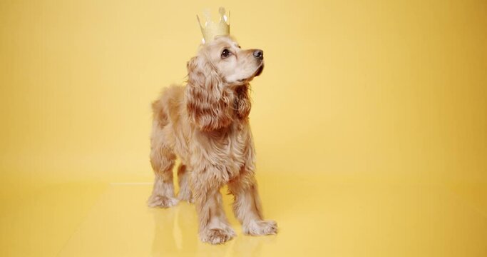 English cocker spaniel sits and poses beautifully with a gold crown on a yellow background. Dog's Birthday. The pet sits with its head up and looks at the camera. Dog Model and Funny in studio.