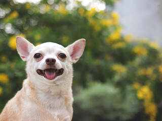 happy brown short hair  Chihuahua dog sitting on green grass in the garden with yellow  flowers blackground, smiling with his tongue out.