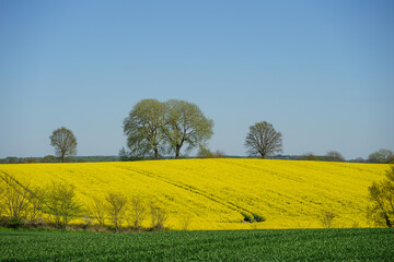 Obraz premium rapeseed field in spring