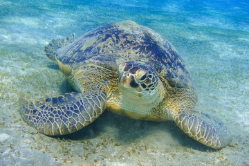 green sea turtle near the seabed during diving in egypt