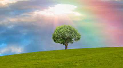 Fototapeta na wymiar Beautiful landscape with green grass field and lone tree amazing rainbow in the background 