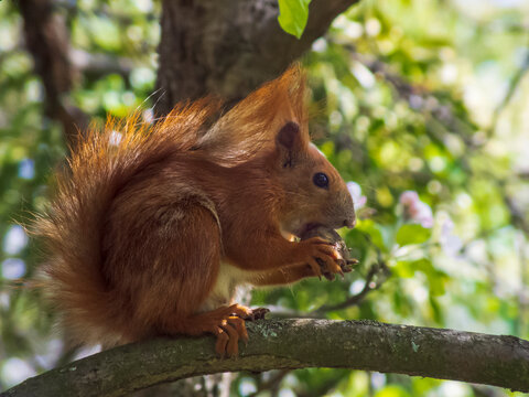 Photo of a red squirrel on a background of green leaves