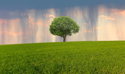 Beautiful landscape with green grass field and lone tree amazing rainbow in the background 