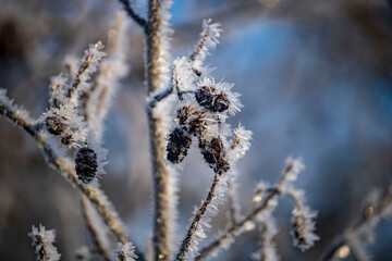alder cones in hoarfrost in winter