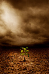 a green plant growing out of a deserted dry ground, fighting global warming concept