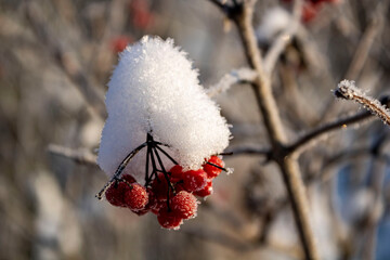 rowan berries in winter under snow