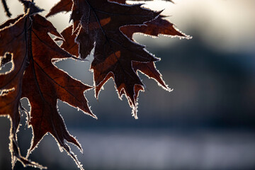 fallen red oak leaves in winter