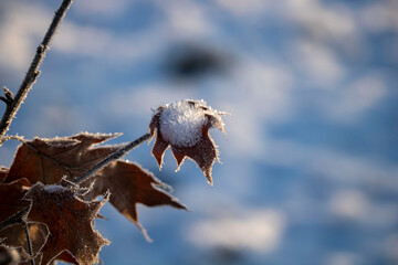 fallen red oak leaves in winter